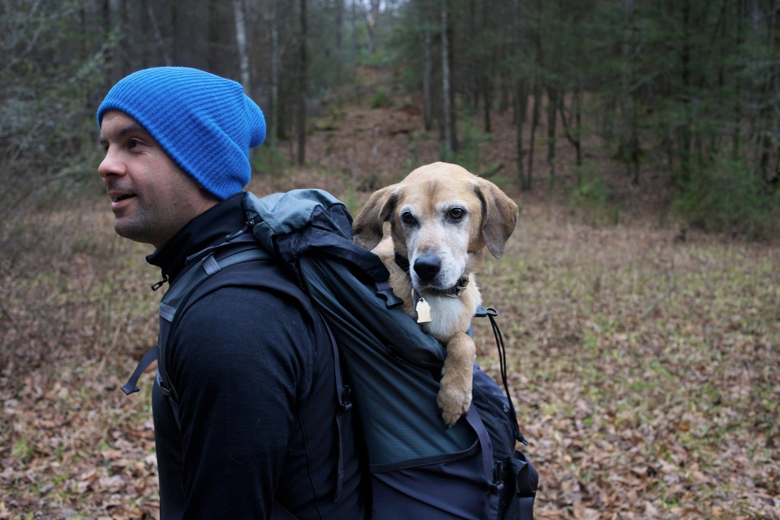 4 Reasons Why Adopting A Senior Dog May Be Right For You