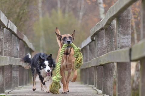 5 Easy Way To Make Your Dog Happier